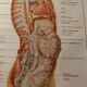 Medical board - anatomy - brain (nerves from...)