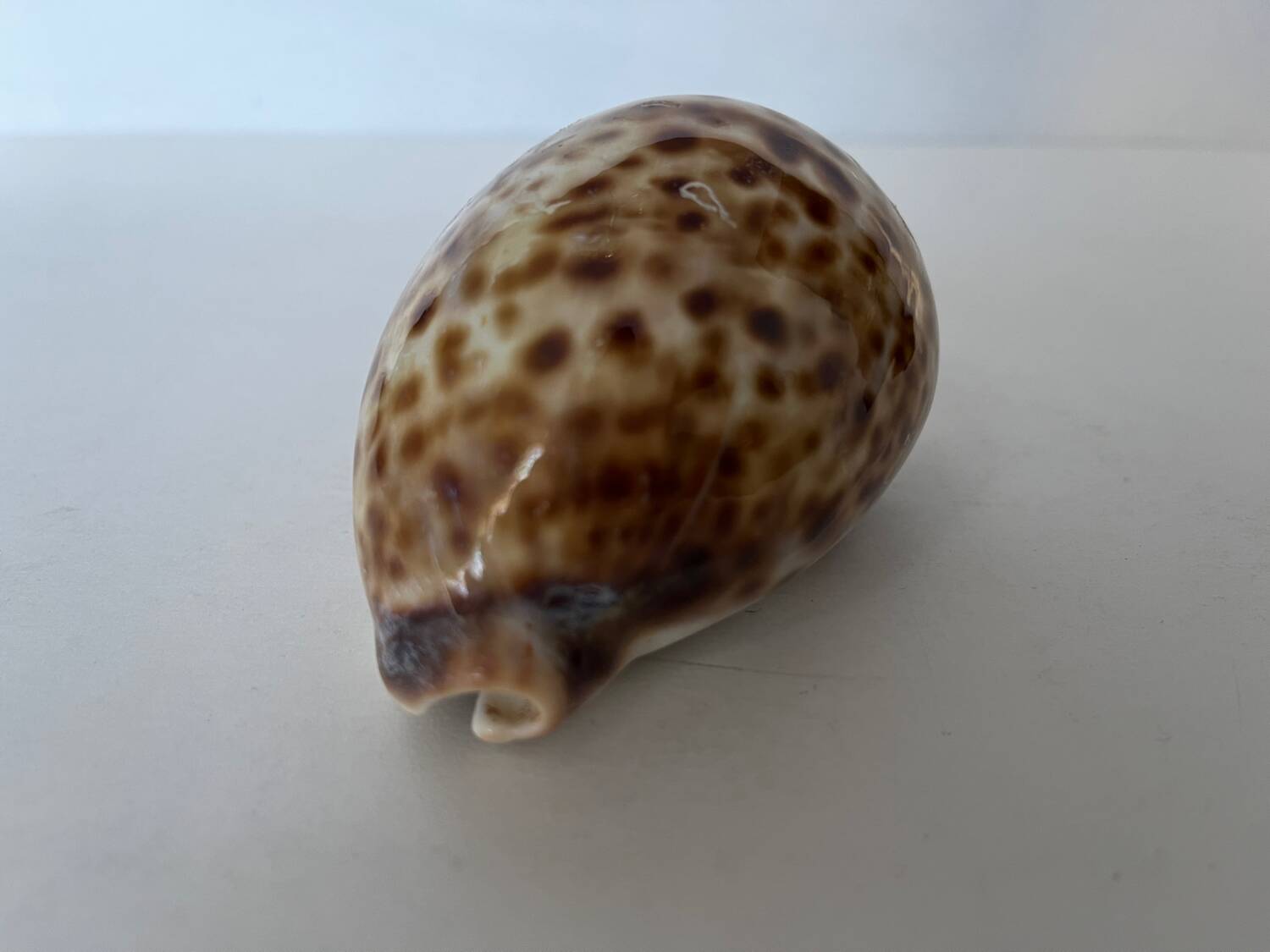 Ciprea tigris seashell