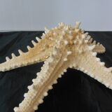 Starfish/diameter 25 cm