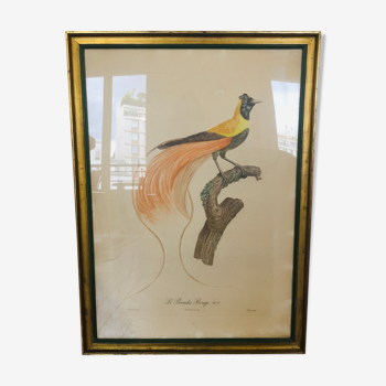 Large lithograph - Jacques Barraband - Le Paradis Rouge N6