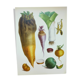 Illustration of garden vegetables - Illustration of the Vilmorin Vintage Botanical Vegetable Garden - beetroot 2