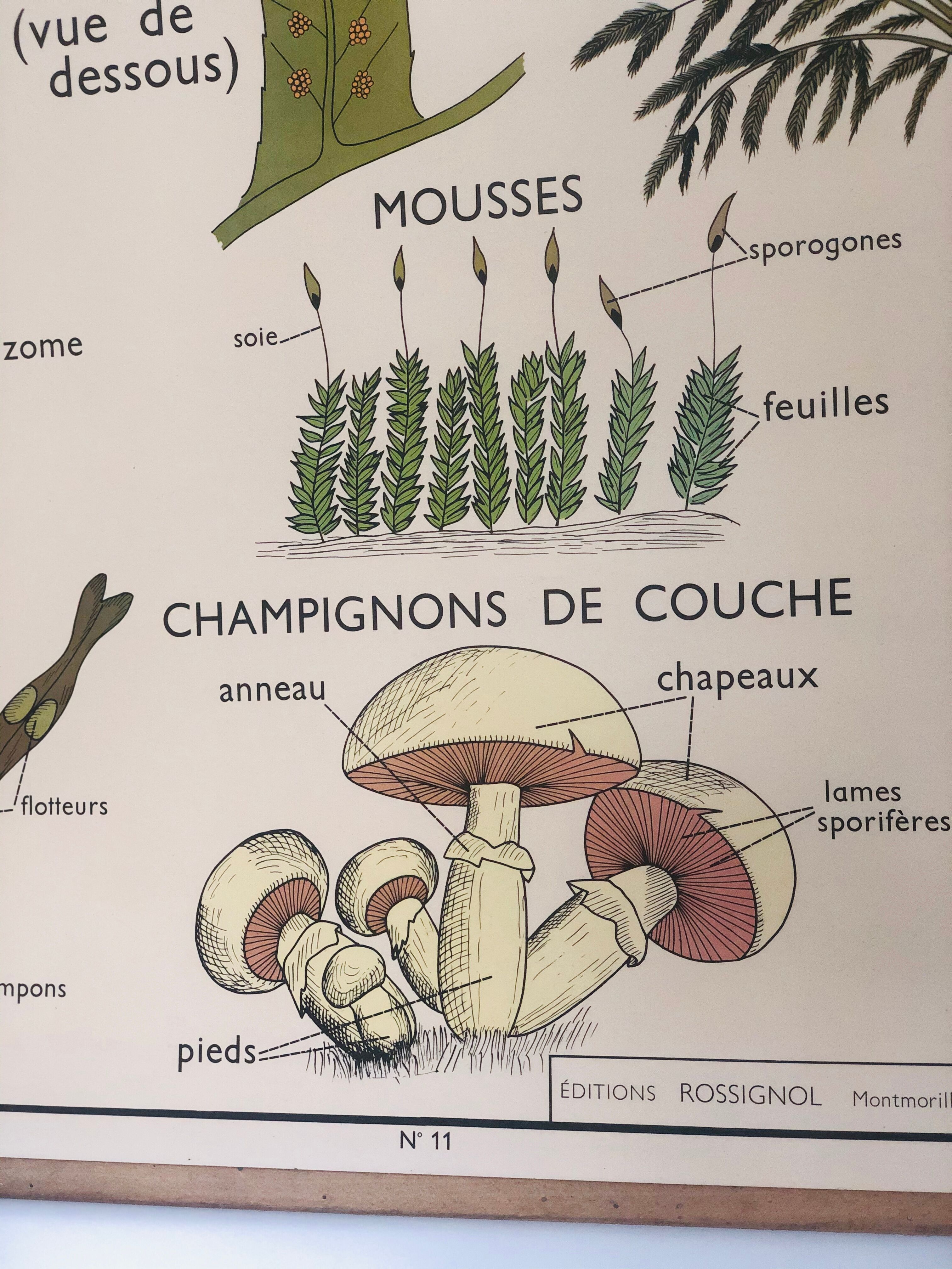 Former School Poster Rossignol Number 11