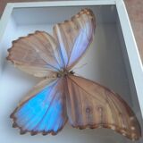 Stuffed butterfly