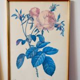 Lithograph pj redouté hundred-leaf rose bush 20th century