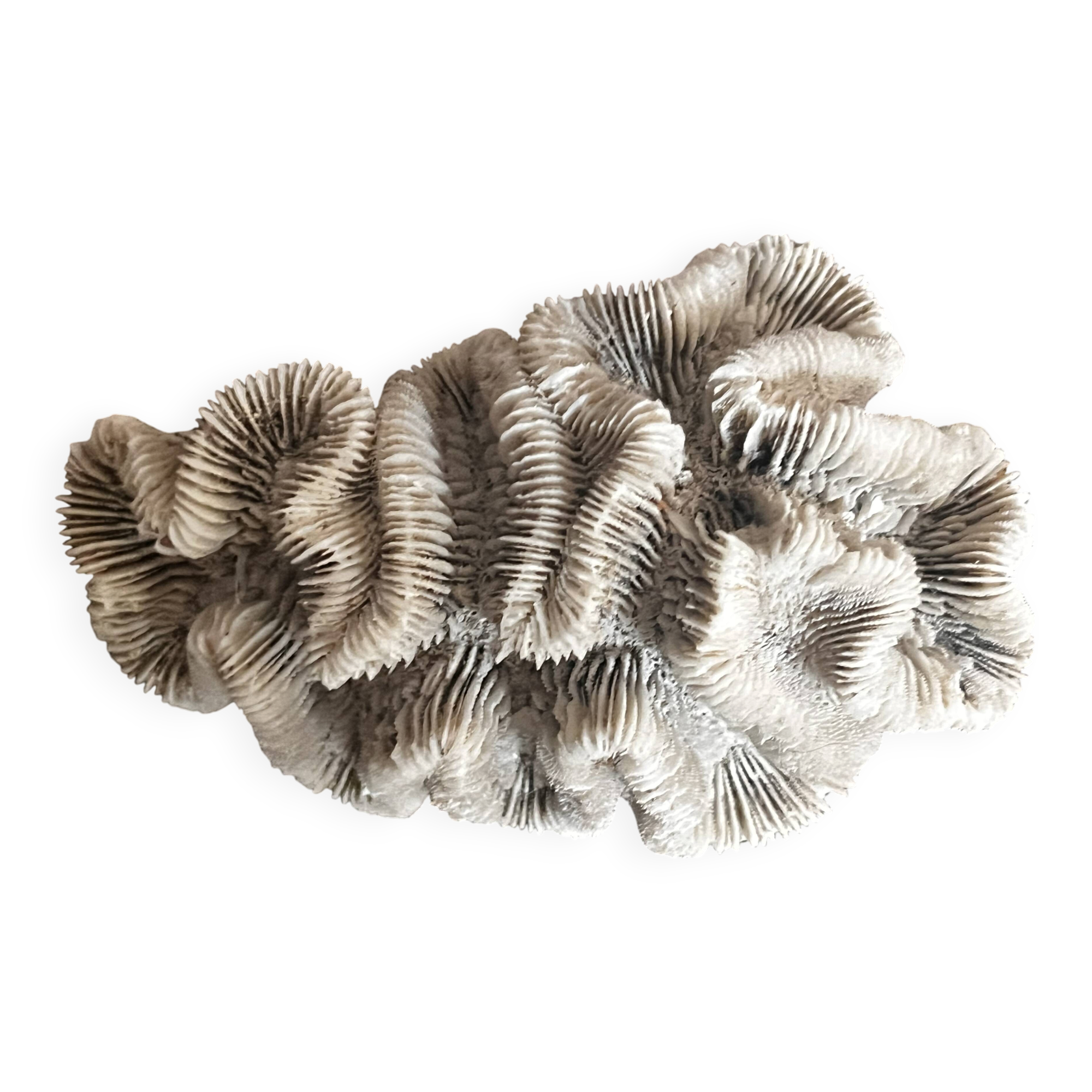 Ancient coral