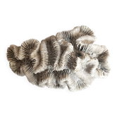 Corail ancien