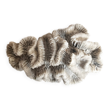 Ancient coral