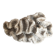 Ancient coral