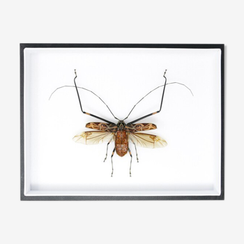 Harlequin Beetle (Acrocinus longimanus) Real Pinned Insect Museum Entomology Case