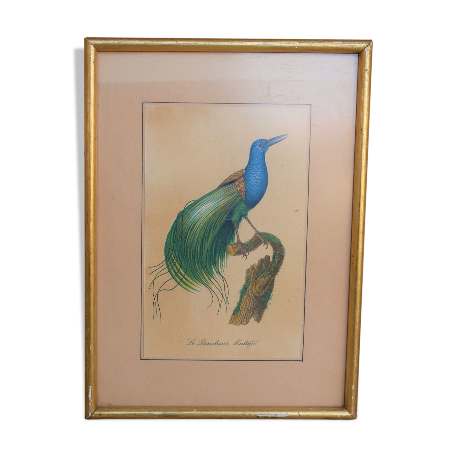 Bird the Multifil Paradise