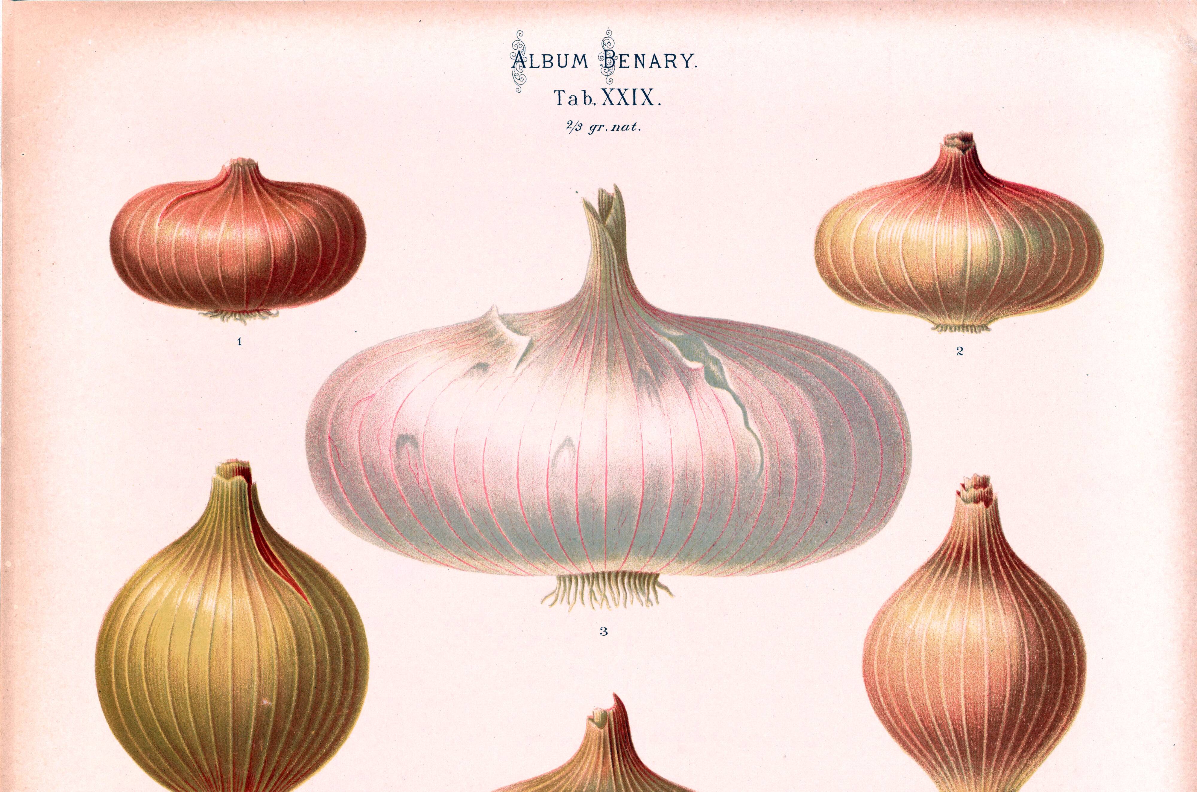 Poster about "onions", based on an old engraving from 1886.