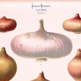 Poster about "onions", based on an old engraving from 1886.