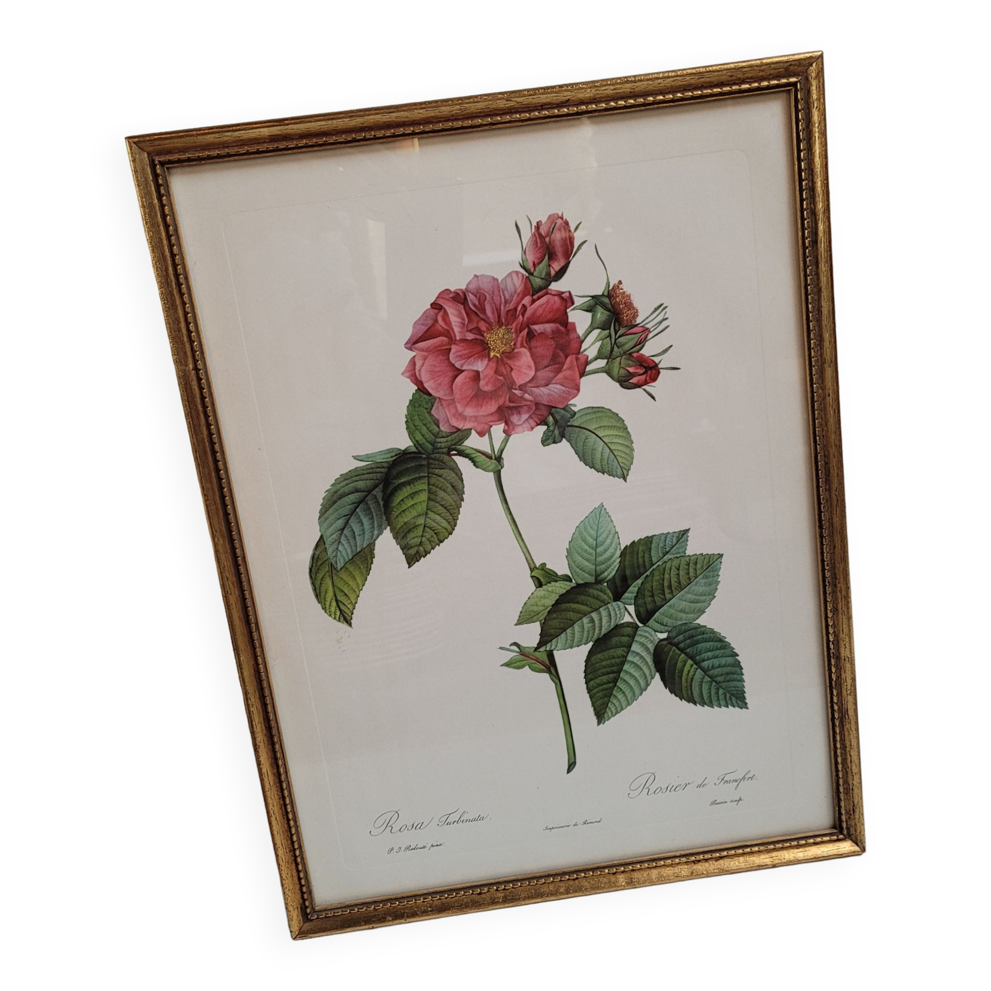 Lithograph Rosier Frankfurt