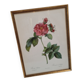 Lithograph Rosier Frankfurt