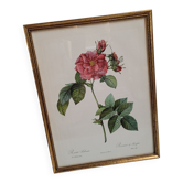 Lithograph Rosier Frankfurt