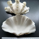 Shell decoration