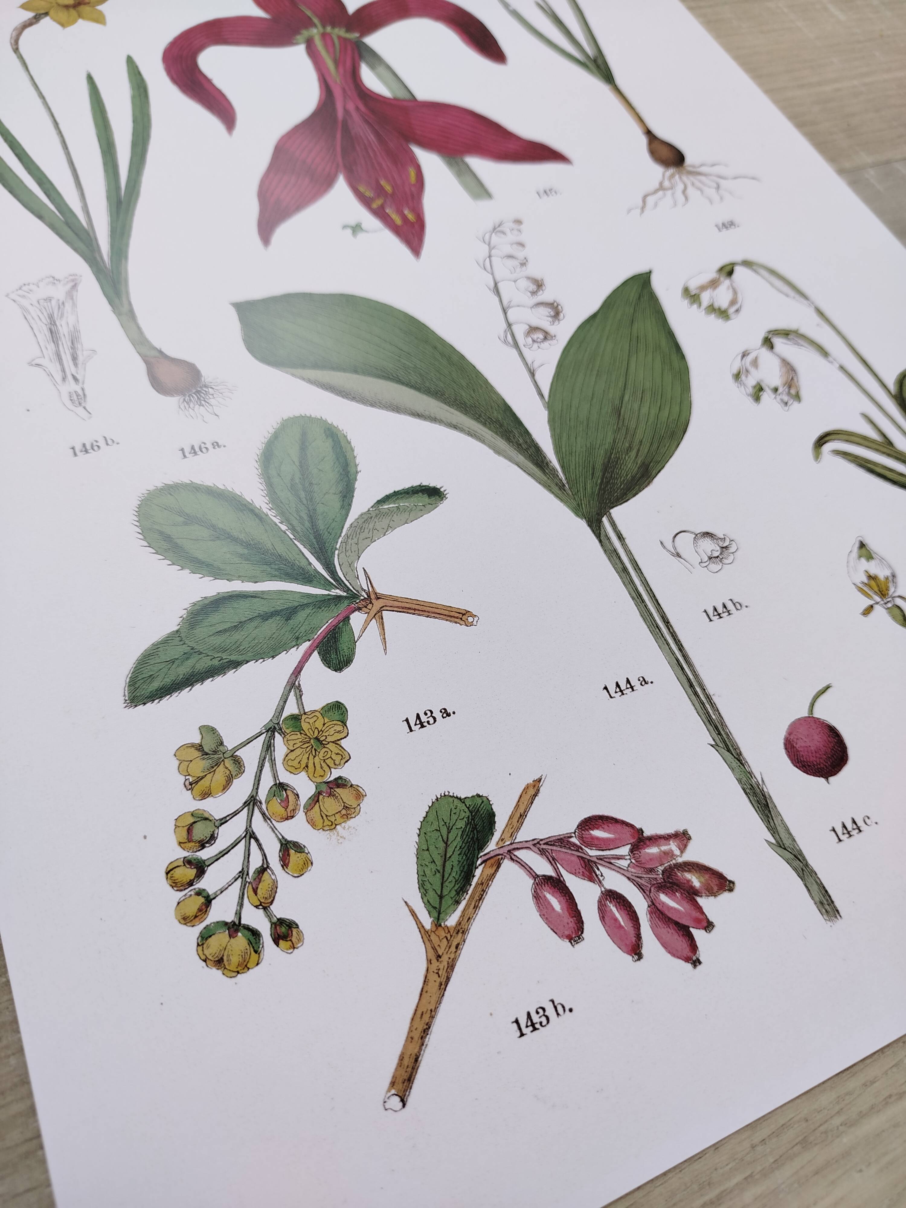 Plant poster based on an 1881 engraving "Narcissus"