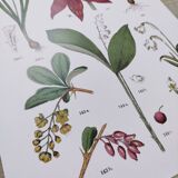 Affiche sur les plantes d'après une gravure de 1881 "narcisse"