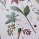 Affiche sur les plantes d'après une gravure de 1881 "narcisse"