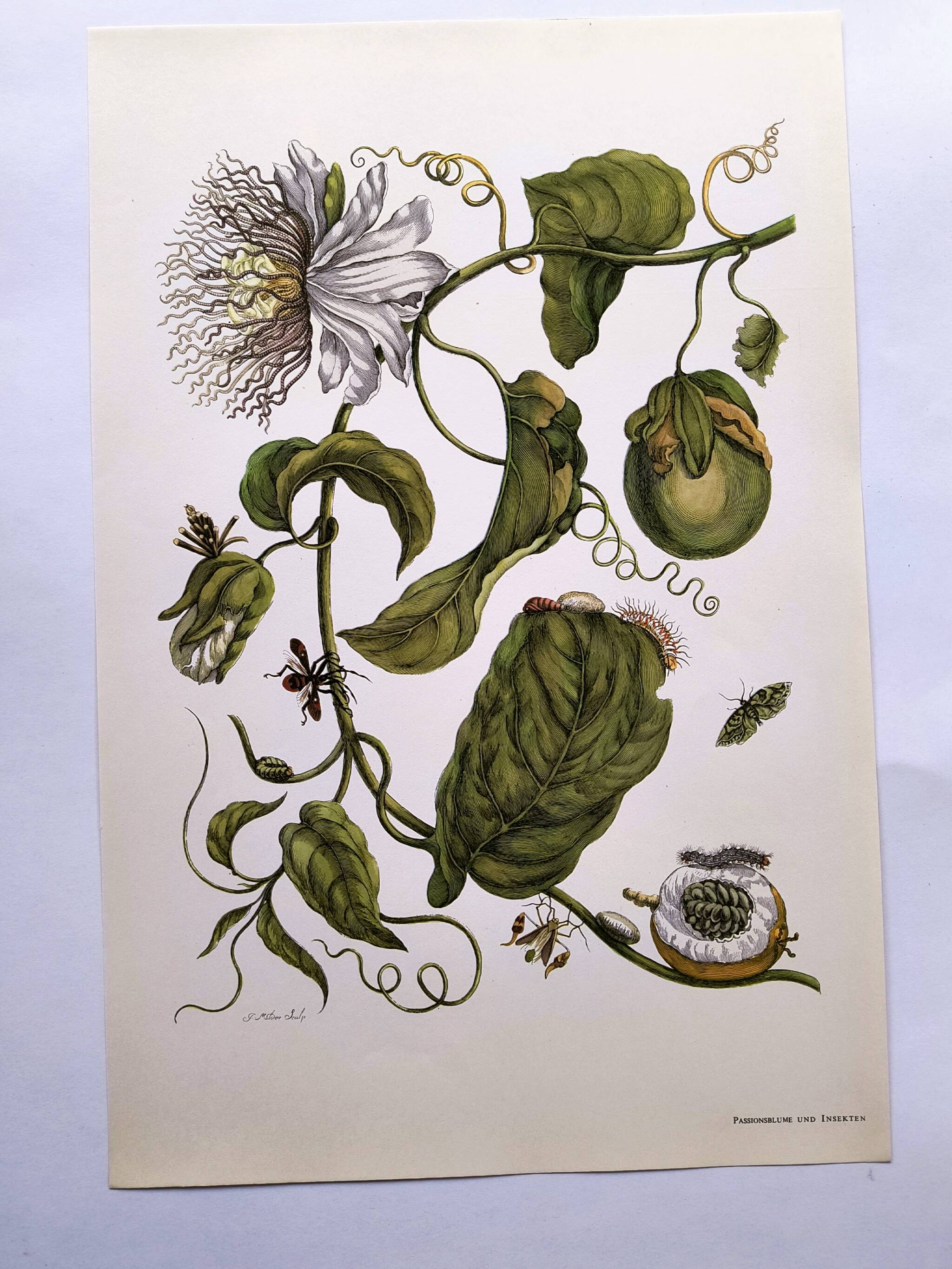 Vintage illustration. Passion flower by Merian - botanical plate