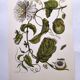 Vintage illustration. Passion flower by Merian - botanical plate