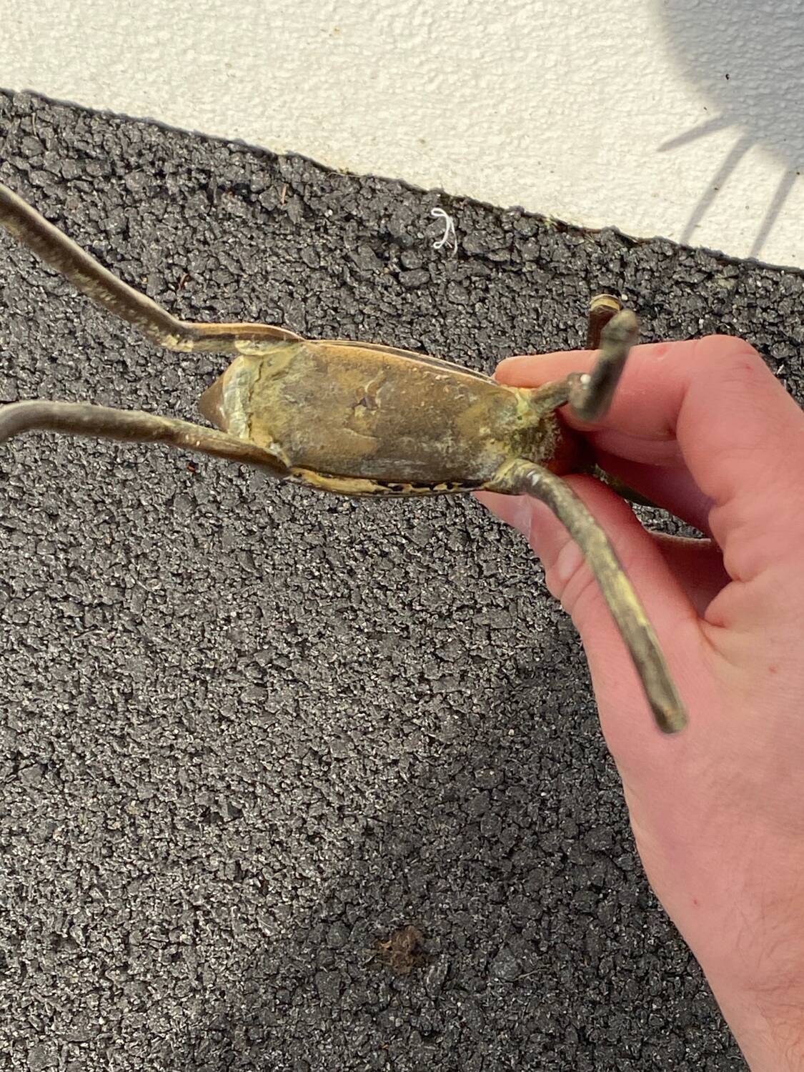Brass Antelope Gazelle