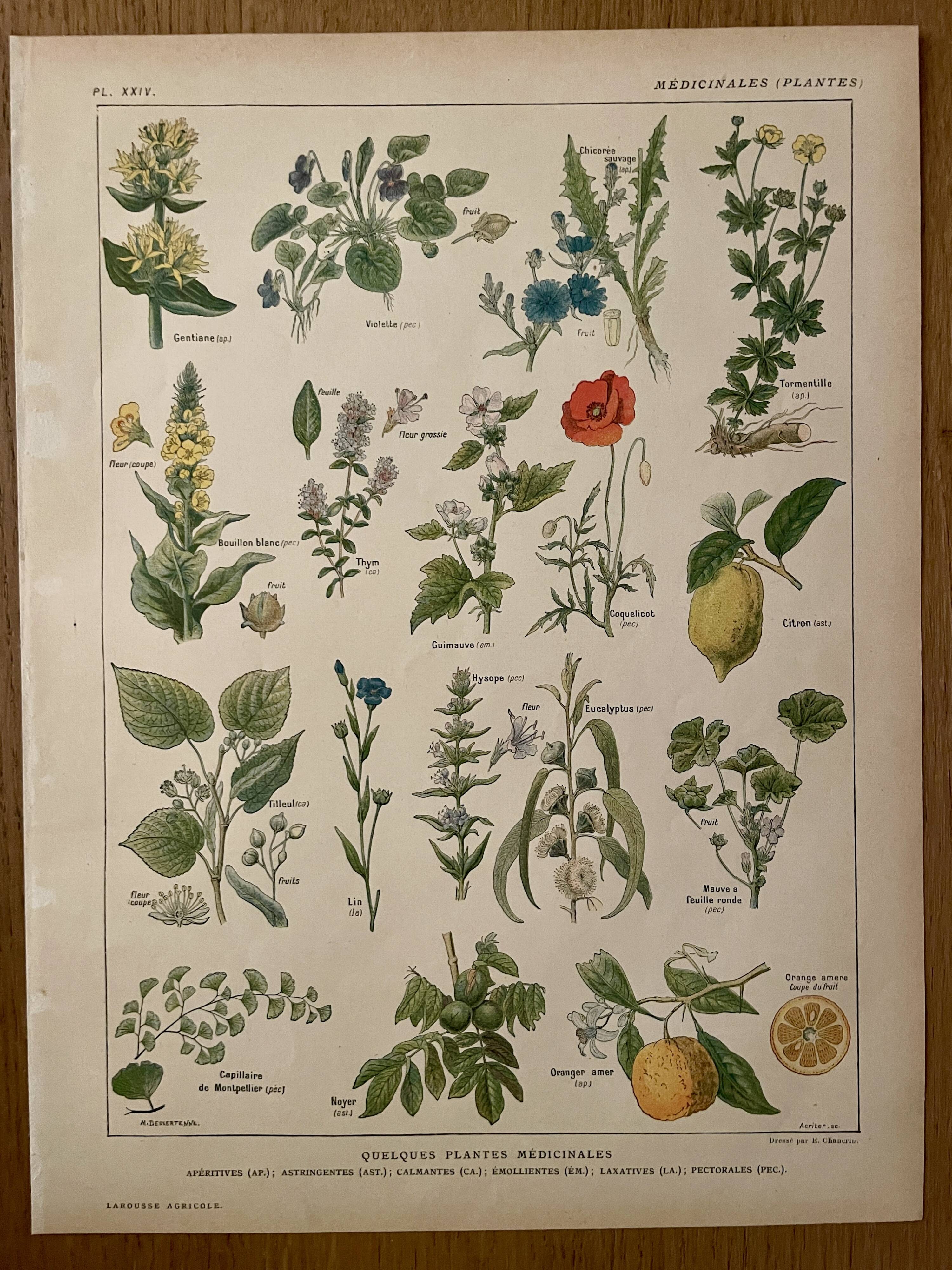 Lithograph medicinal plants (XXIV) - 1920