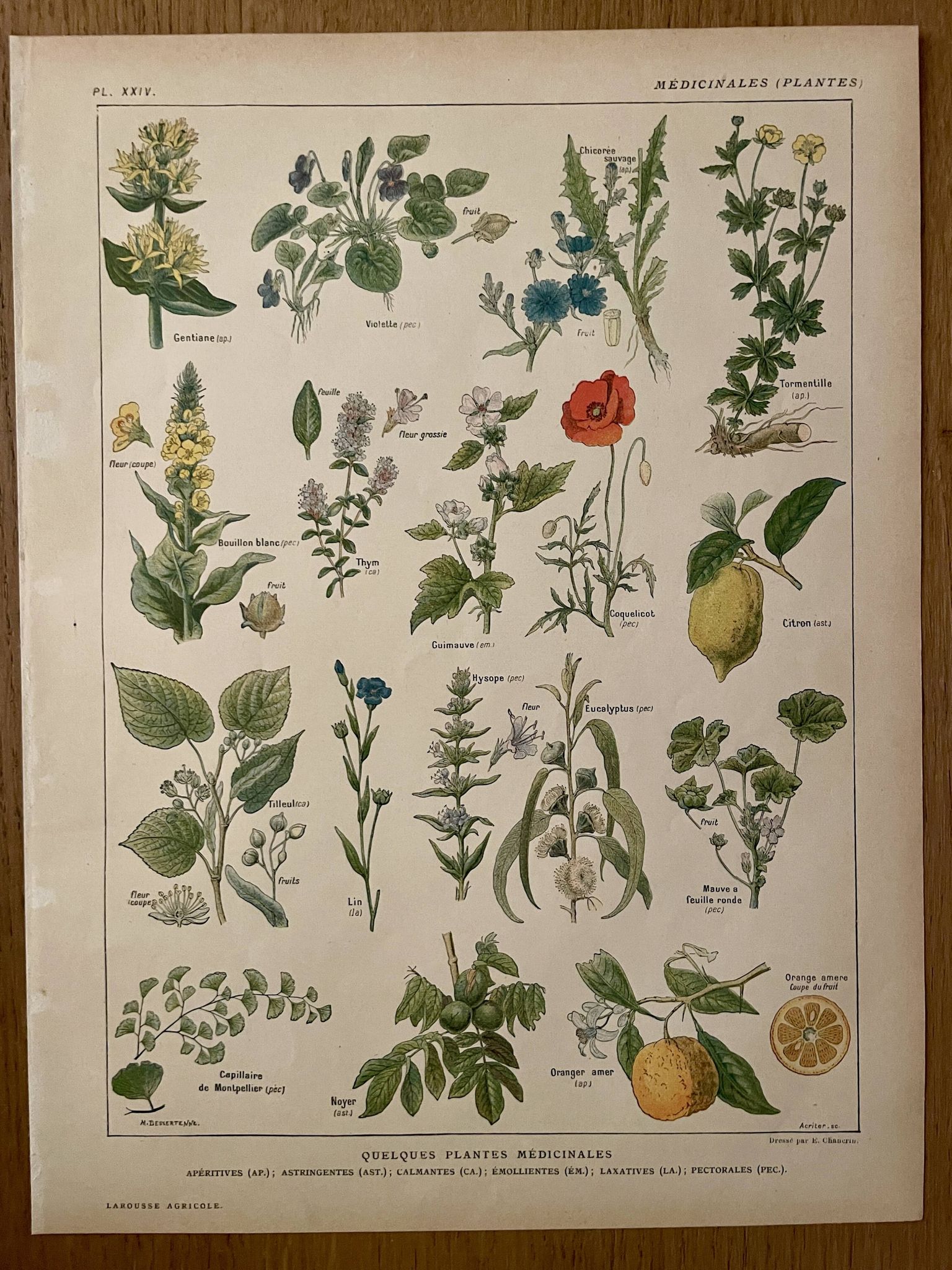 Lithograph medicinal plants (XXIV) - 1920