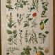 Lithograph medicinal plants (XXIV) - 1920