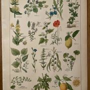 Lithograph medicinal plants (XXIV) - 1920