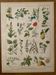Lithograph medicinal plants (XXIV) - 1920