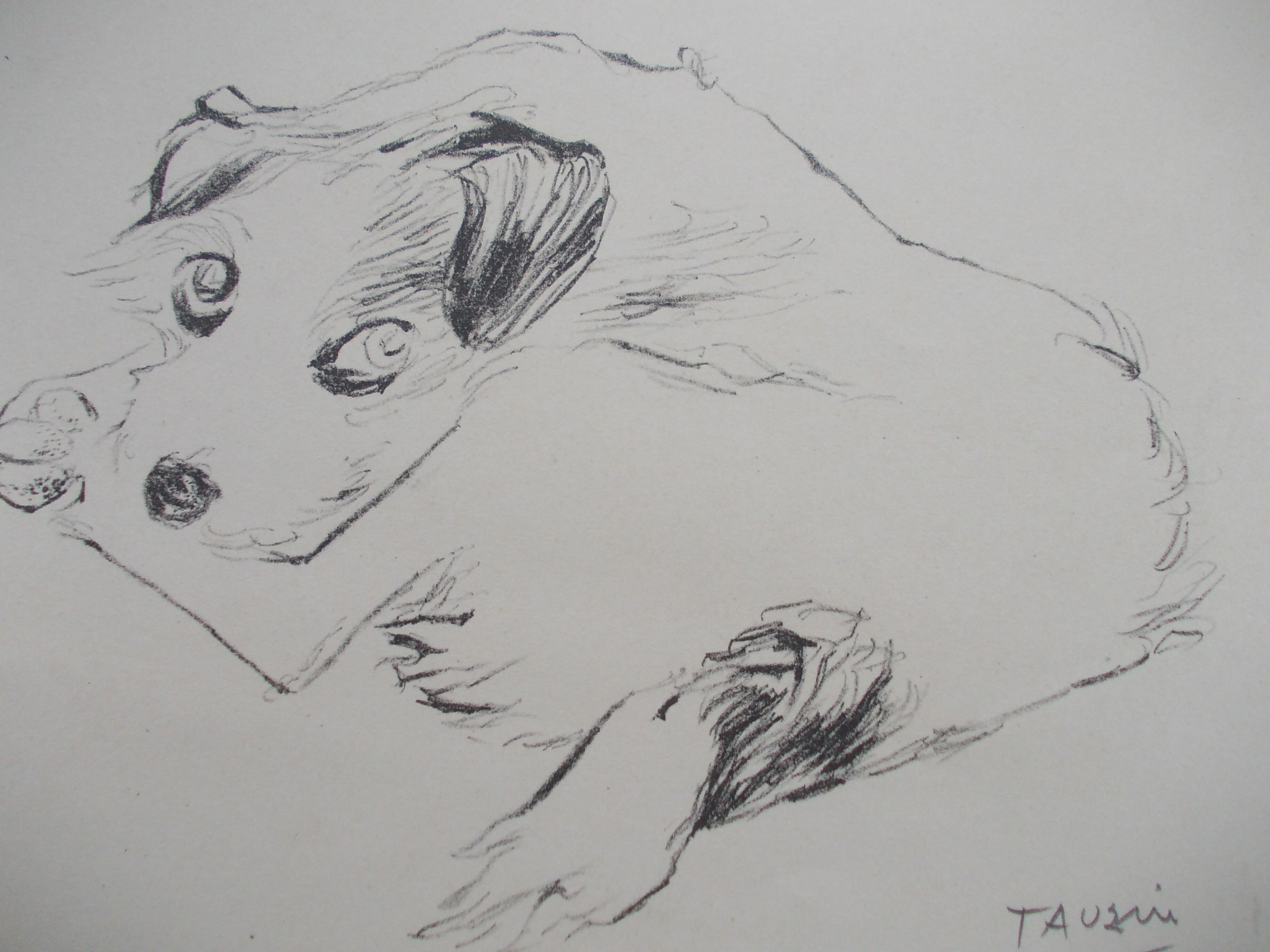 Drawing signed tauzin mario: regard chien au repos, black pencil original 1970s, charcoal