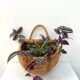 Large hanging wicker rattan basket - 1970s