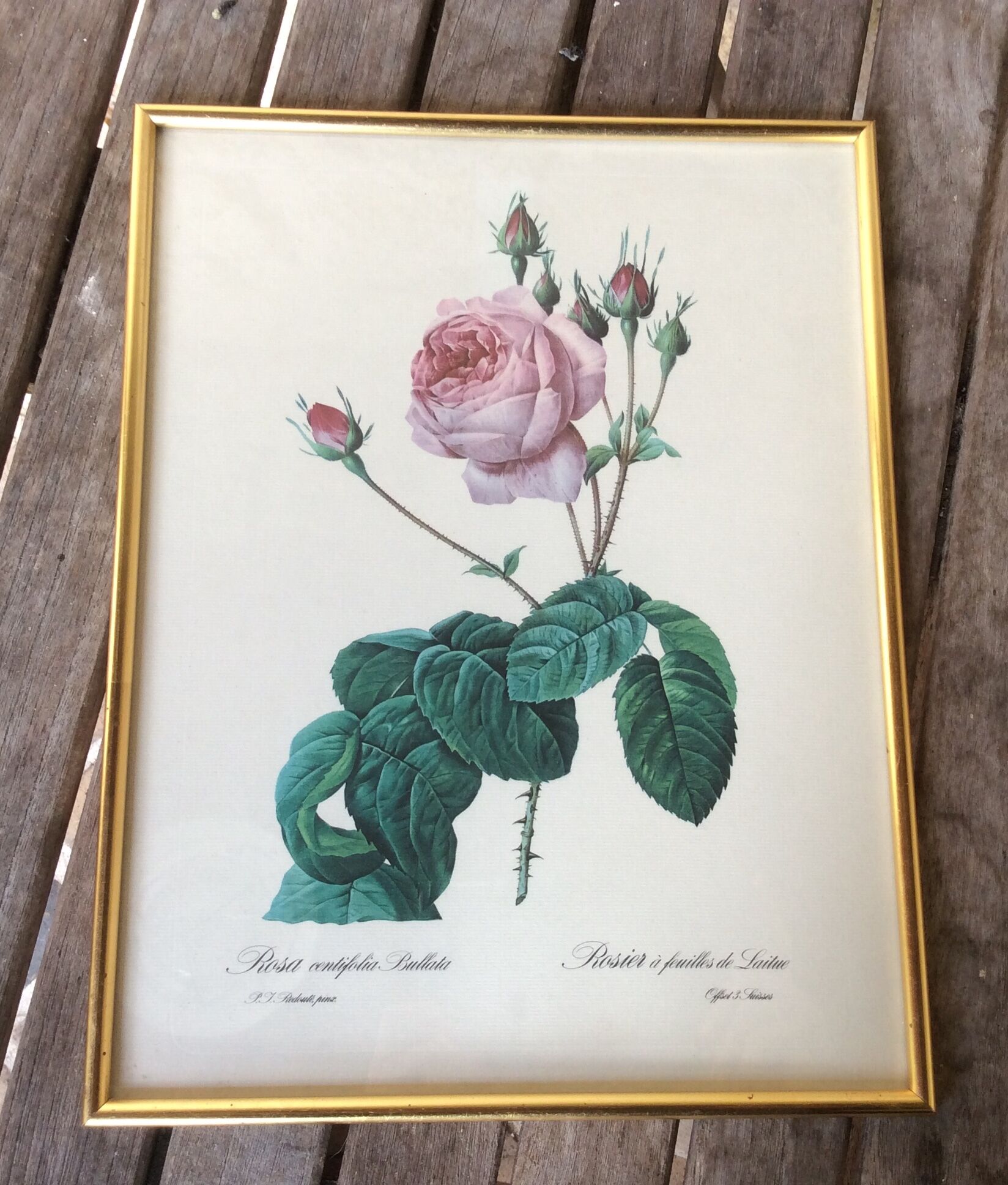 Illustration Feared, lettuce leaf rose