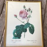 Illustration Feared, lettuce leaf rose