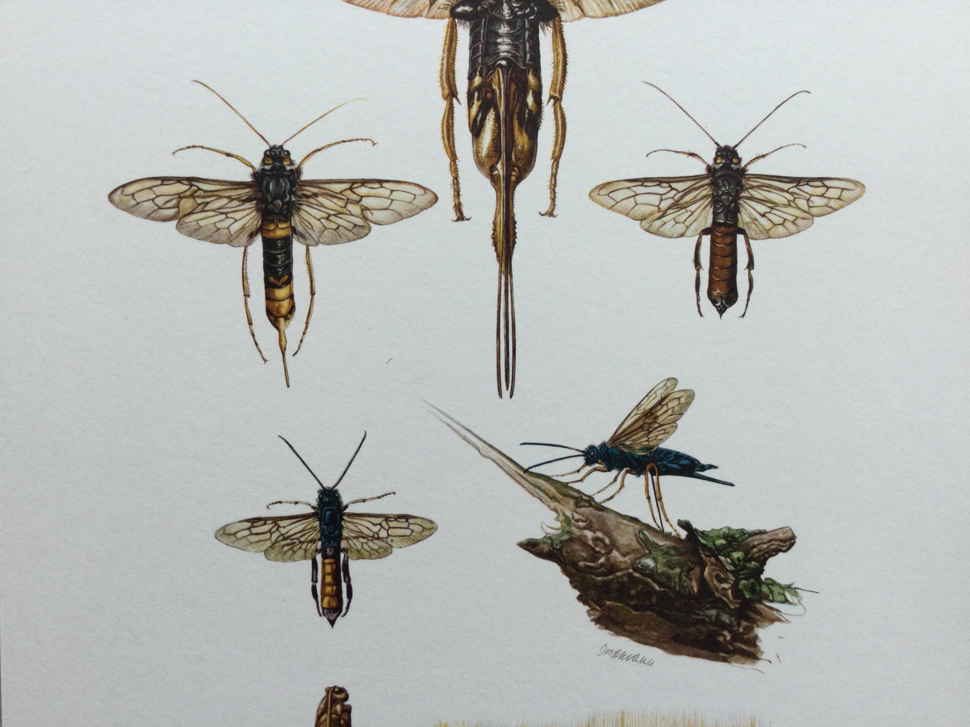 Antique illustration "insects", Vintage Insect Print, 1960s