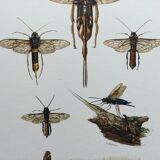 Antique illustration "insects", Vintage Insect Print, 1960s