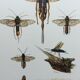 Antique illustration "insects", Vintage Insect Print, 1960s