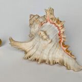 Shell Murex ramosus