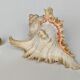 Shell Murex ramosus
