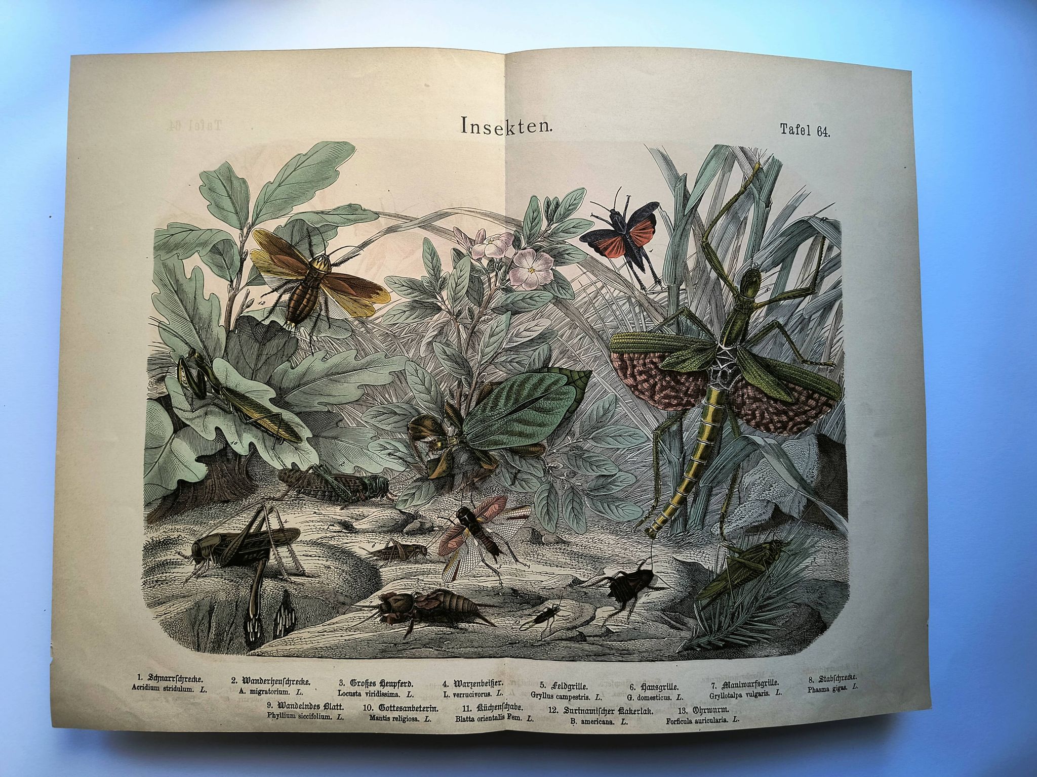 Old engraving from 1886 - Tropical insects and grasshoppers - Lithograph
