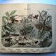 Gravure ancienne de 1886 - Insectes tropicaux et sauterelles - Lithographie