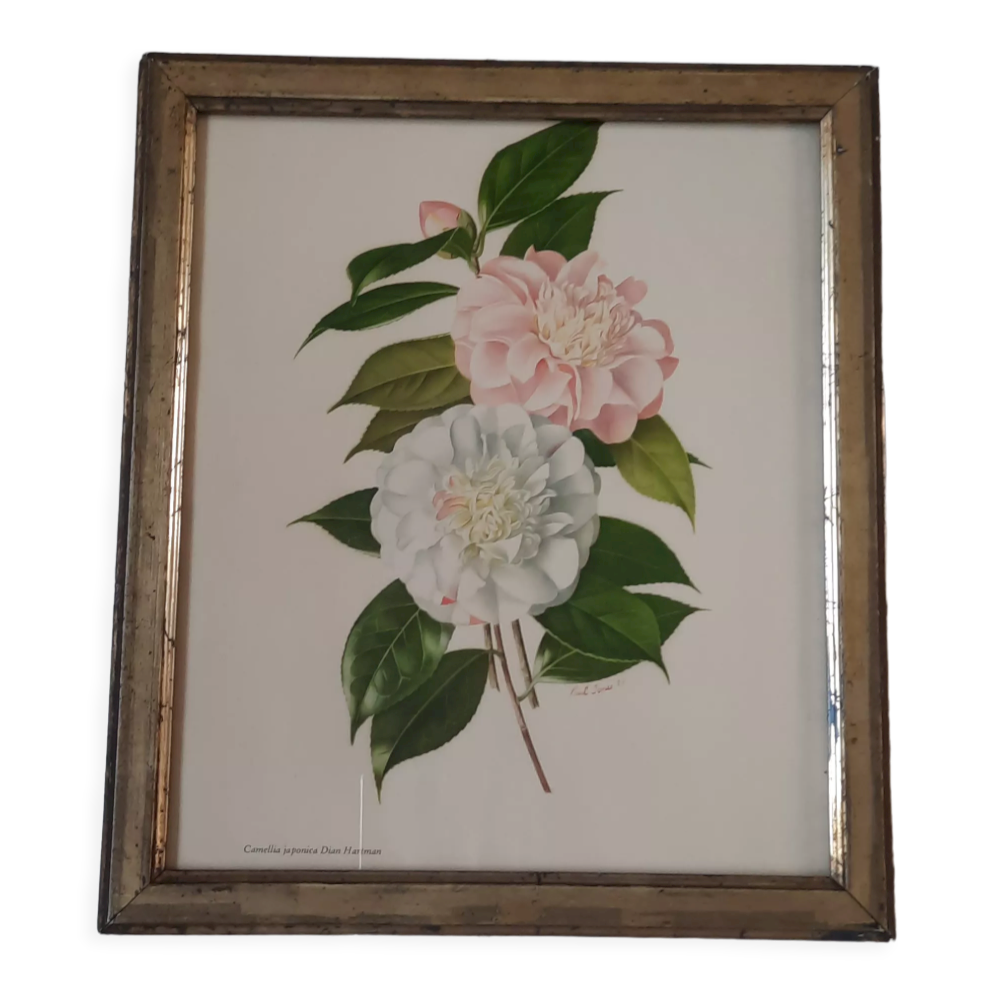 Old golden frame engraving camellia