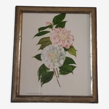 Old golden frame engraving camellia