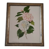 Old golden frame engraving camellia