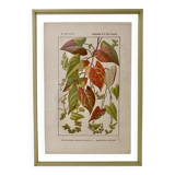 Botanical plate