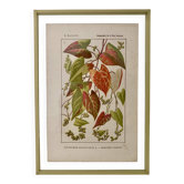 Botanical plate
