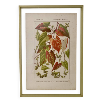 Botanical plate