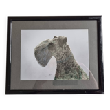 Photographie ancienne, portrait de chien signée d'Henry Dimont (Dim), 32 x 25 cm