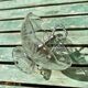 Vintage chiseled glass cup